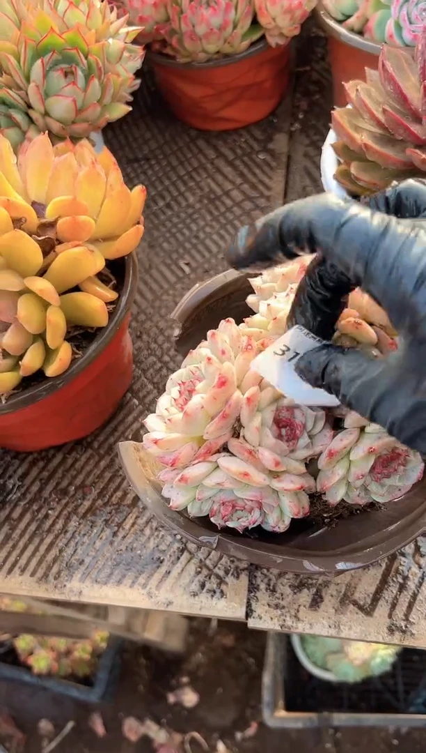 ?***?多肉植物一物一拍31399