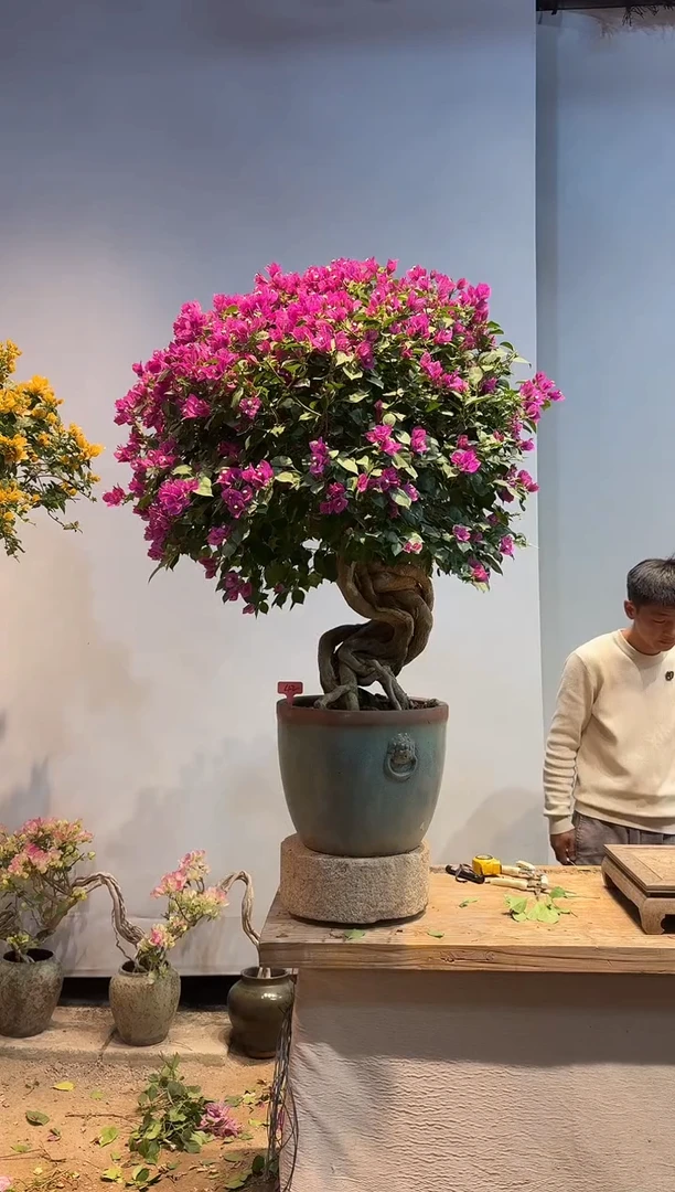 以实际为准C*n三角梅42