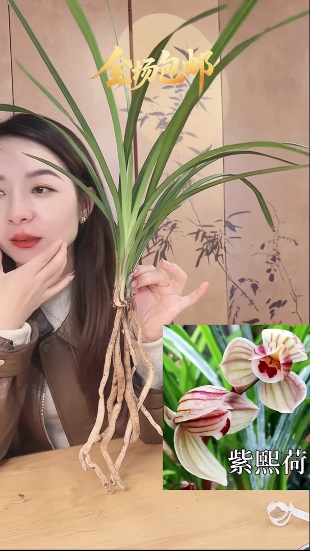 当前无花栽培后可以开花:紫熙荷