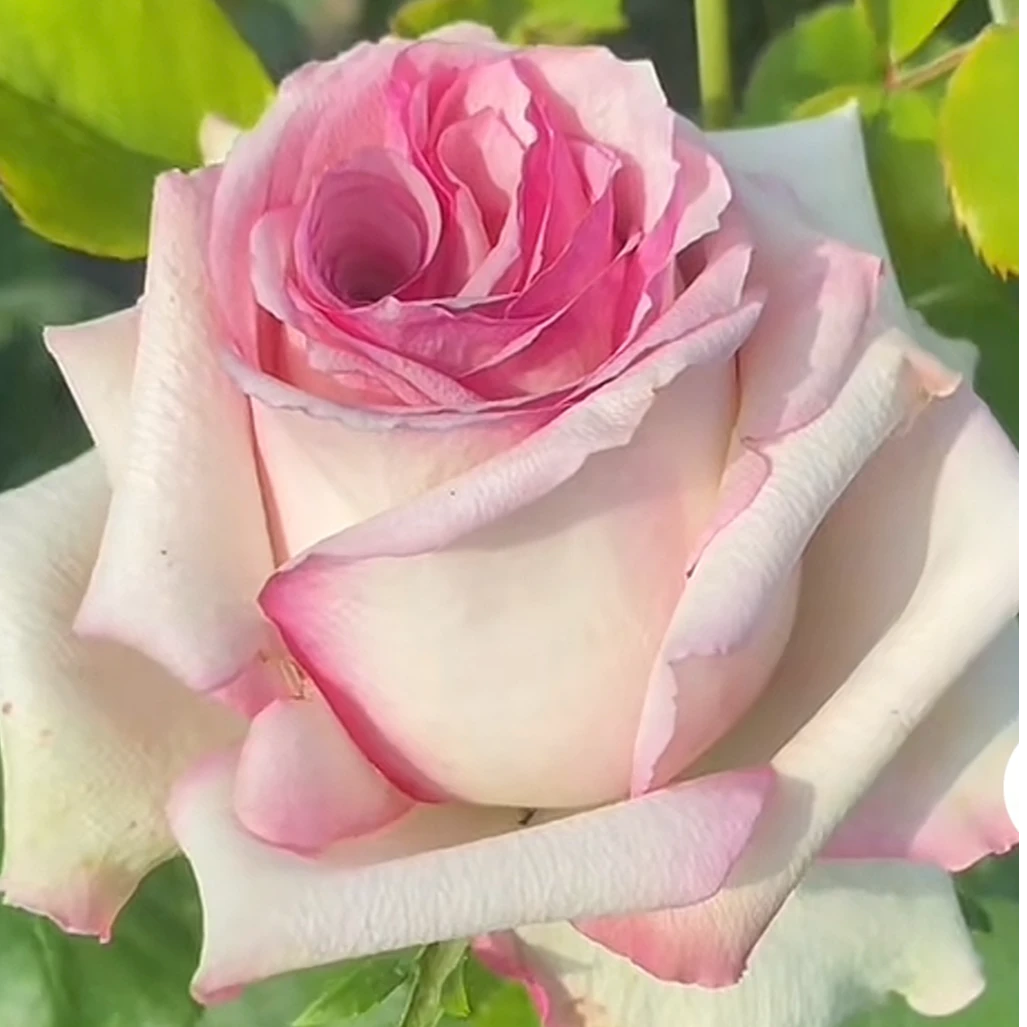 【寻瓷石】灌木月 新品种切花四季开花盆栽地栽