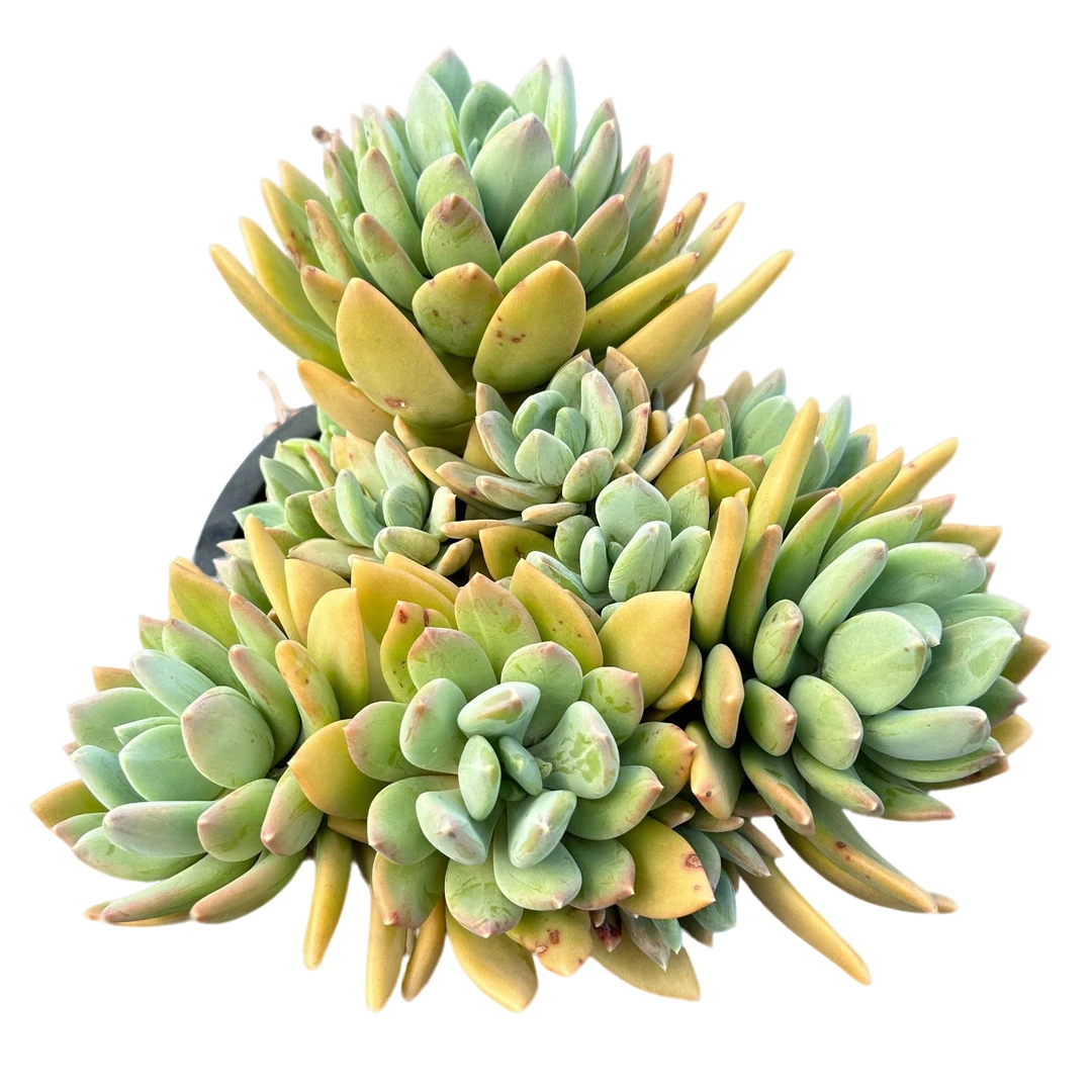 海洋之歌脱土 多肉植物室内绿植净化空气