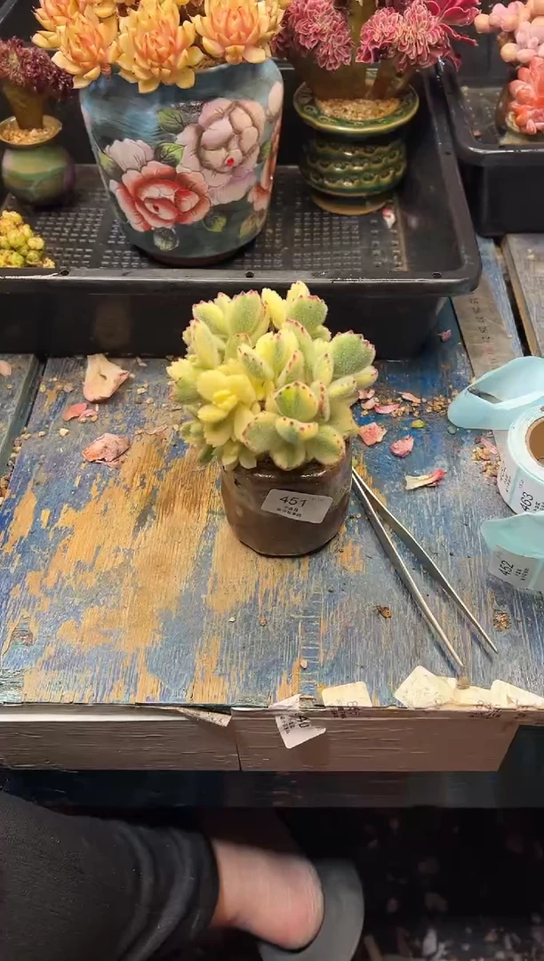 A****r451            不带盆