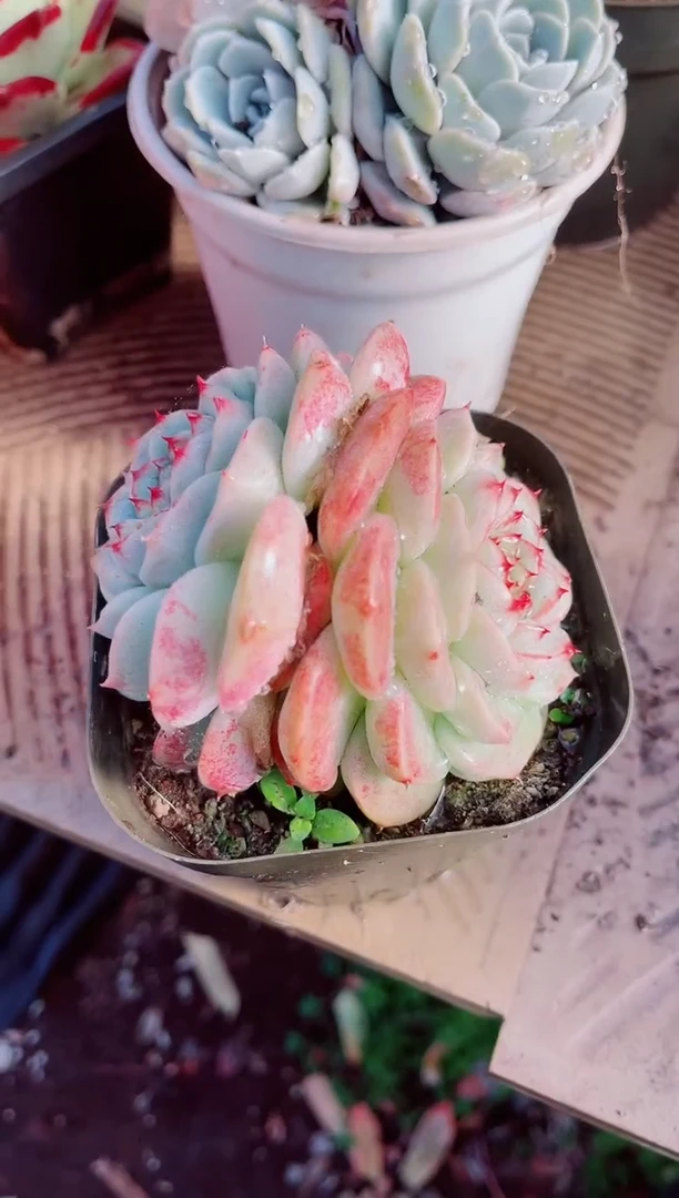 x*…跃跃精品多肉01063