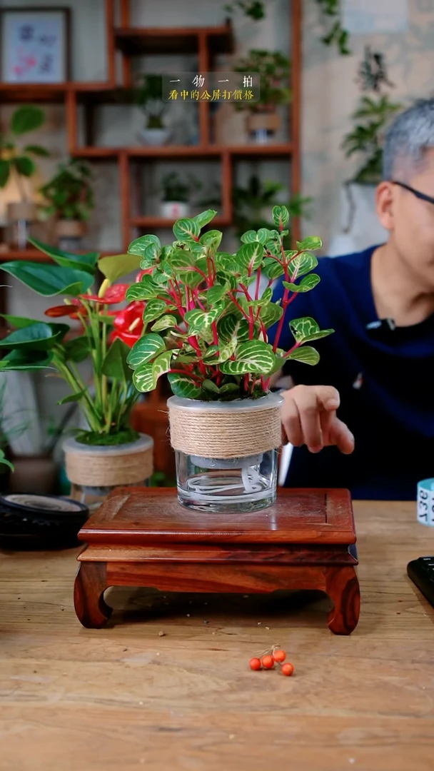 不开花植物阿*钱多多734