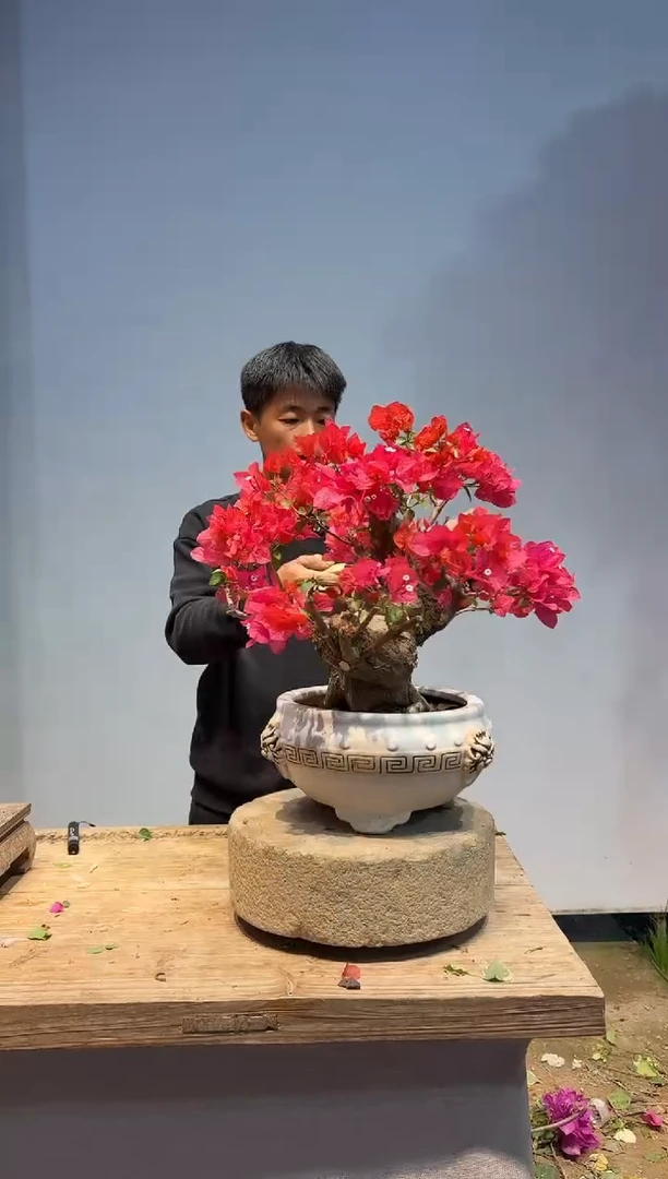 以实际为准三角梅93