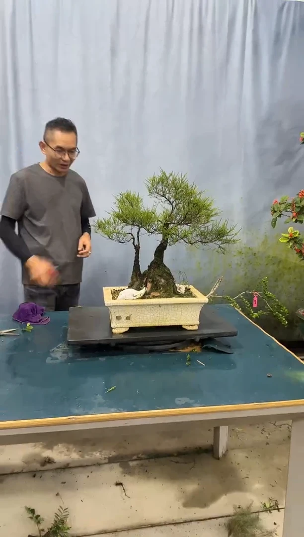 无花朵岗松岗松岗松岗松岗松