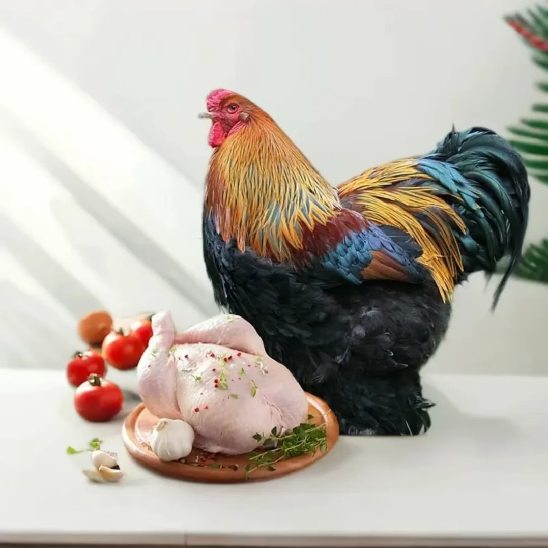 婆罗门鸡肉质鲜美