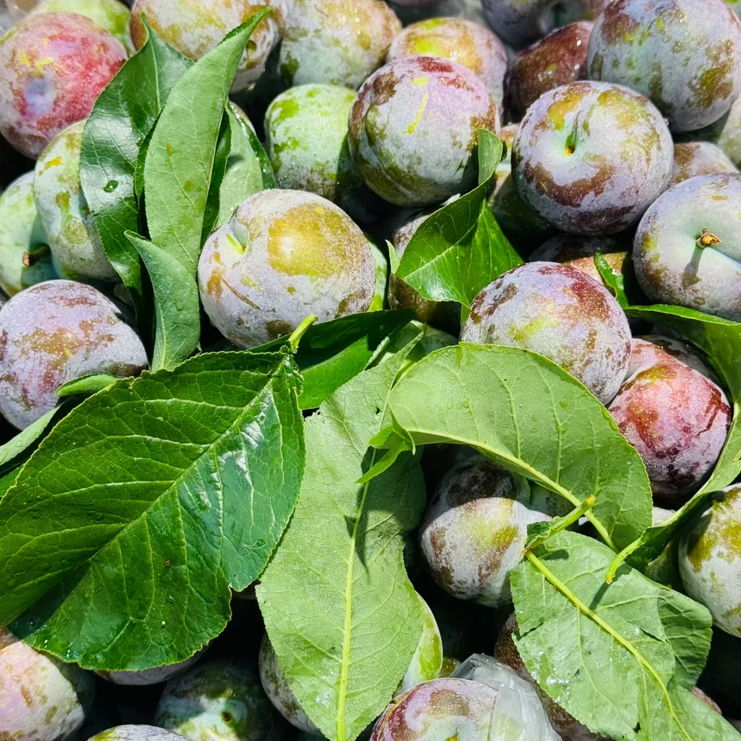 紫金脆李/500g一斤装李子同城送