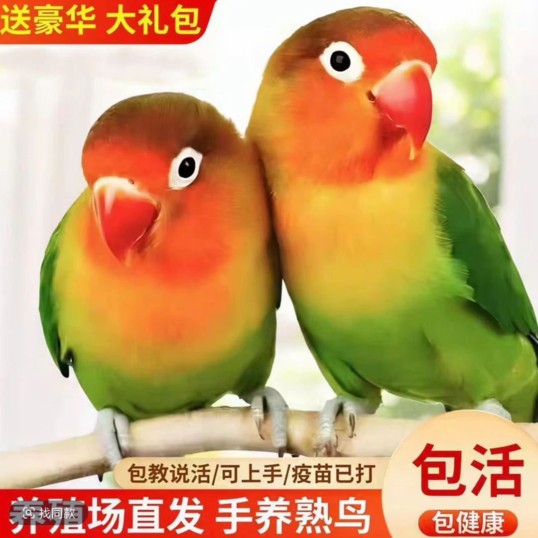 牡丹一对牡丹爱情鸟鹦鹉活体吕涛黄桃牡丹鹦鹉活体专线