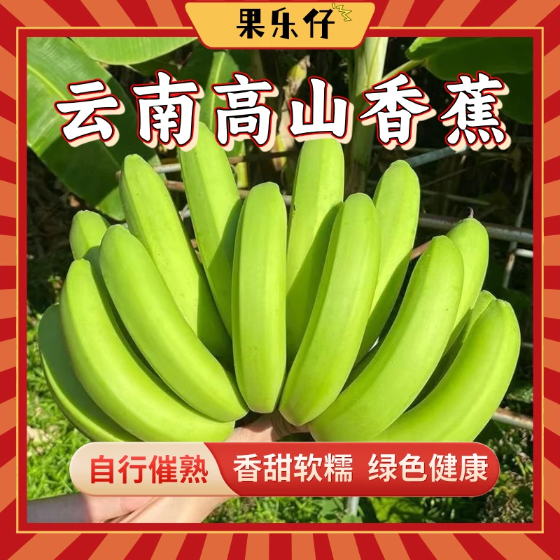 【产地直销】正宗云南高山香蕉新鲜现摘自然熟原生态树上包邮