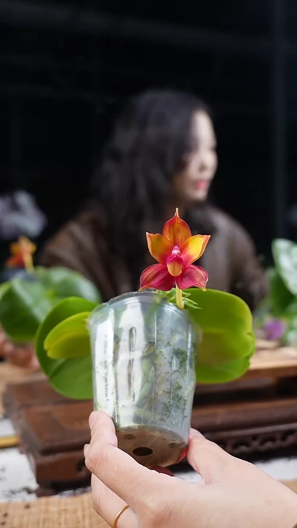 完全开放弥陀彩虹520  爆根