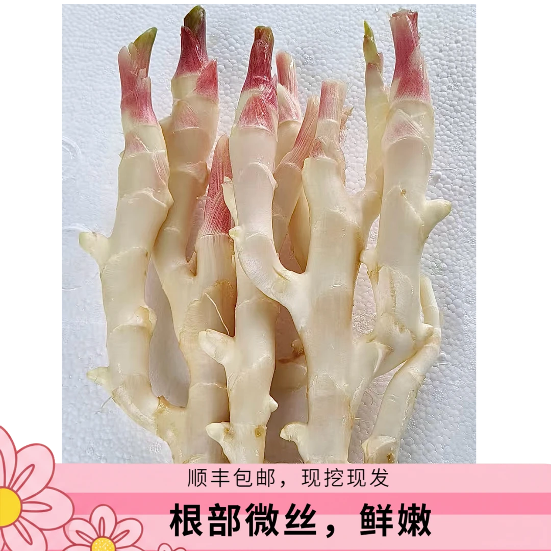红芽嫩仔姜仔姜新鲜现挖仔姜嫩姜芽【顺丰包邮】根部有微丝带微土