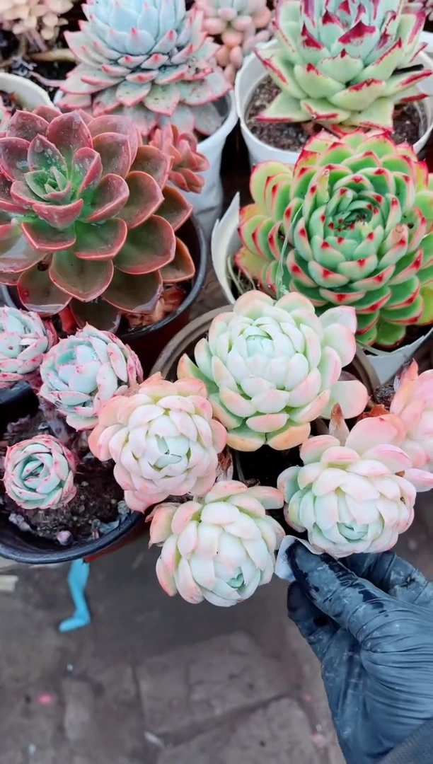 【闪购商品】07209