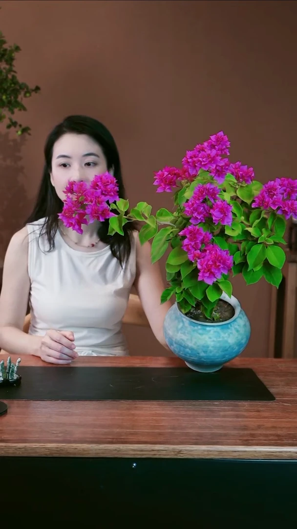 无花朵三角梅盆景盆景盆景