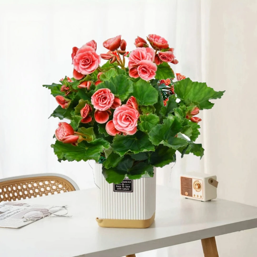 四季玫瑰海棠丽格海棠花苗重瓣盆栽带花苞室外开花植物年宵客厅花