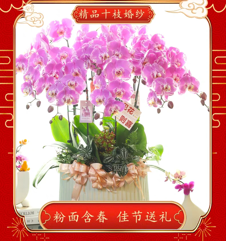 蝴蝶兰盆栽带花蕾花苞室内开花植物西安同城