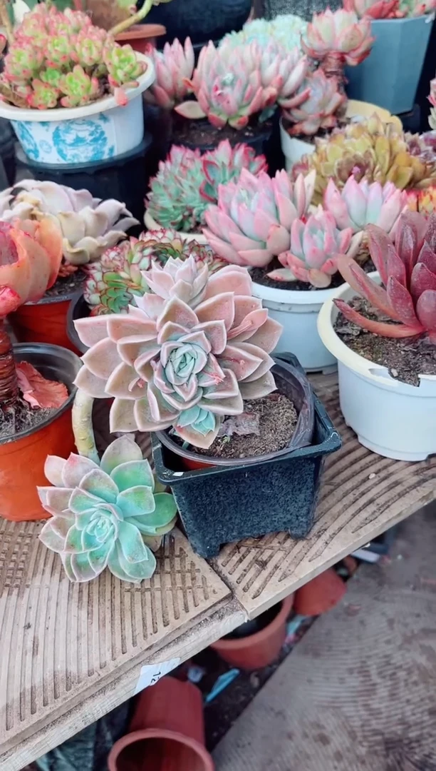 14077多肉植物一物一拍