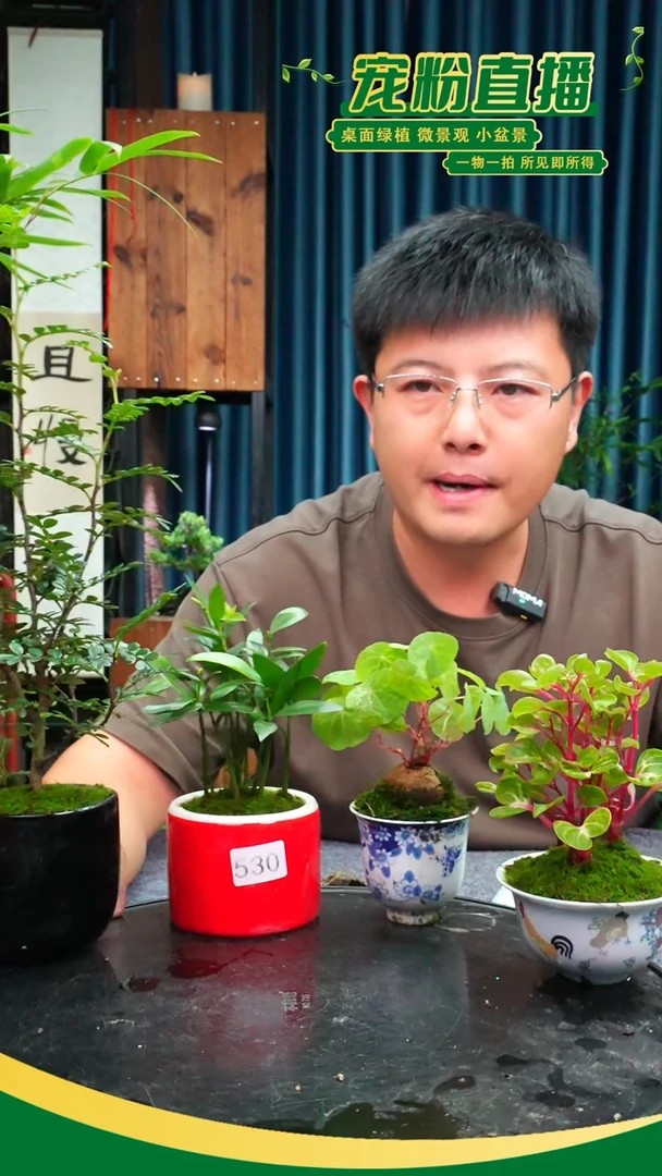 无花朵ゞ**ゞ苔藓微景观530号