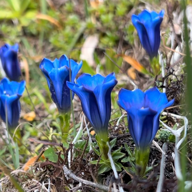 【西藏兄弟】龙胆花龙胆草65g