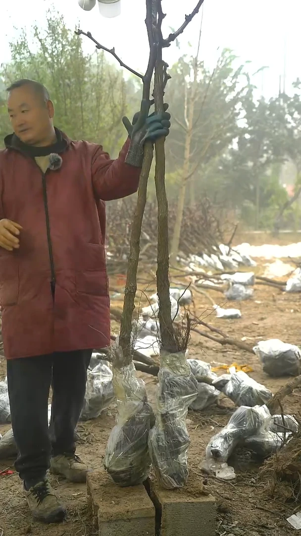 完全开放枣树459