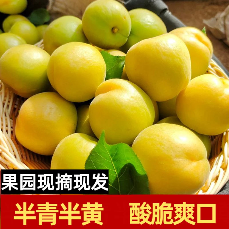 （微黄杏）25年头茬杏子新鲜水果半青半黄杏孕妇水果微黄杏酸脆爽口