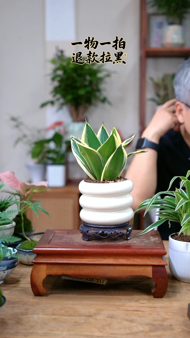 完全开放小*灵虎皮兰083