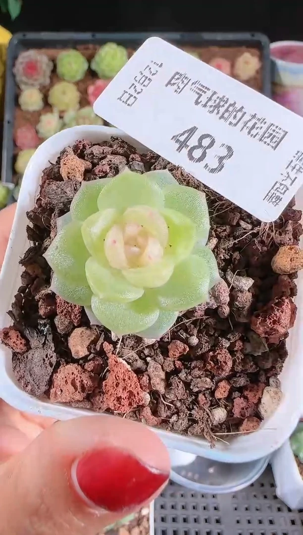 1202-483碧琉璃多肉群生不包整