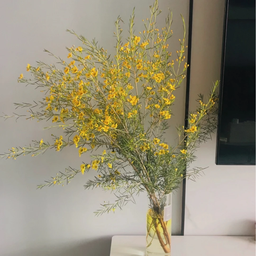 【次日达·春日黄色腊梅】尖头腊梅黄色一把鲜切花·直发·批发·直播全场两单顺丰包邮