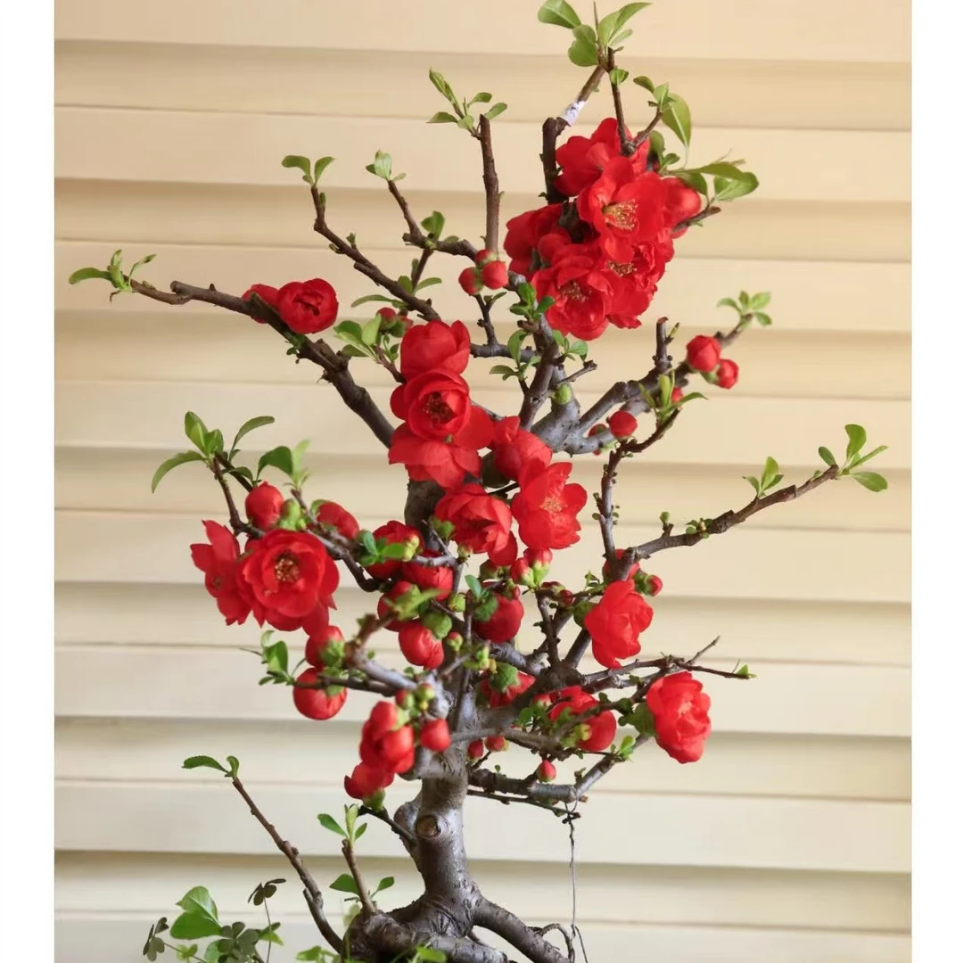 【红宝石海棠宠粉福利】海棠老桩苗盆景年宵花开花美耐养活