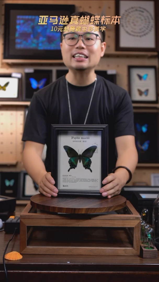 绿带翠凤蝶夏型8寸框中文科普款