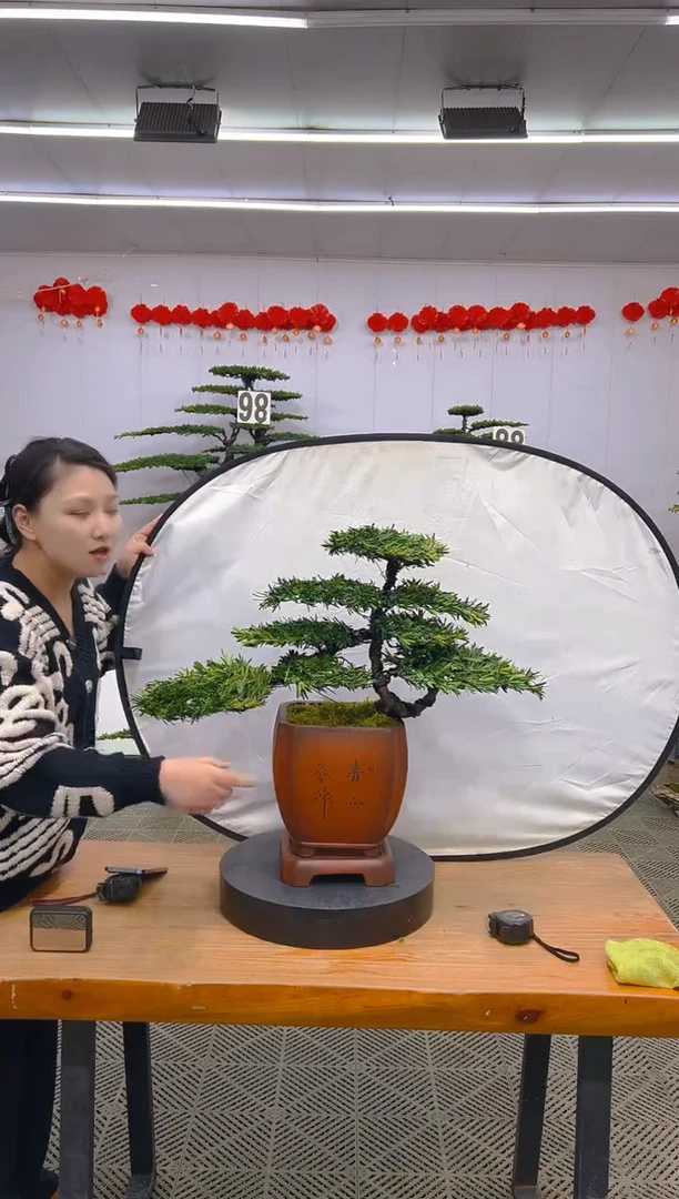 【闪购商品】盆景1