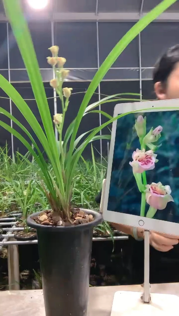 当前无花朵，栽培后可花朵s****儿彩云追月