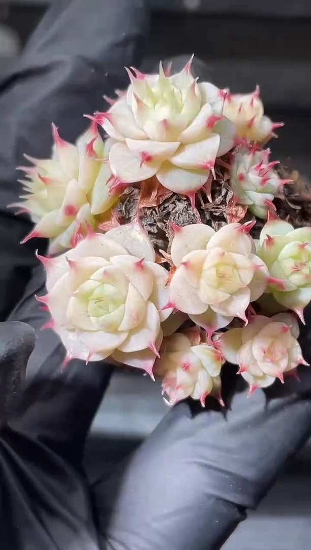 20-58 海后3-4厘米不包整散量拍发一颗