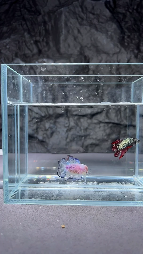 斗鱼竞拍链接A041