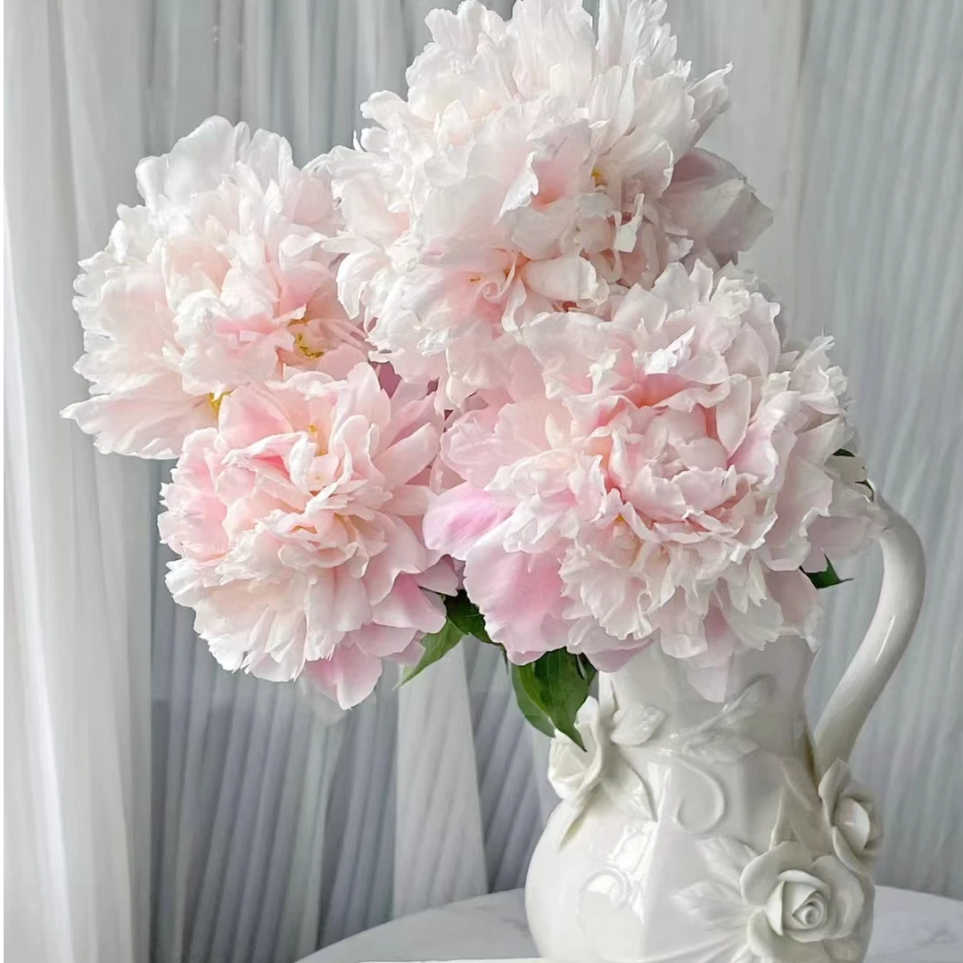 AAA+级芍药鲜切花头茬鲜花10枝基地菏泽冷链直发（预售）