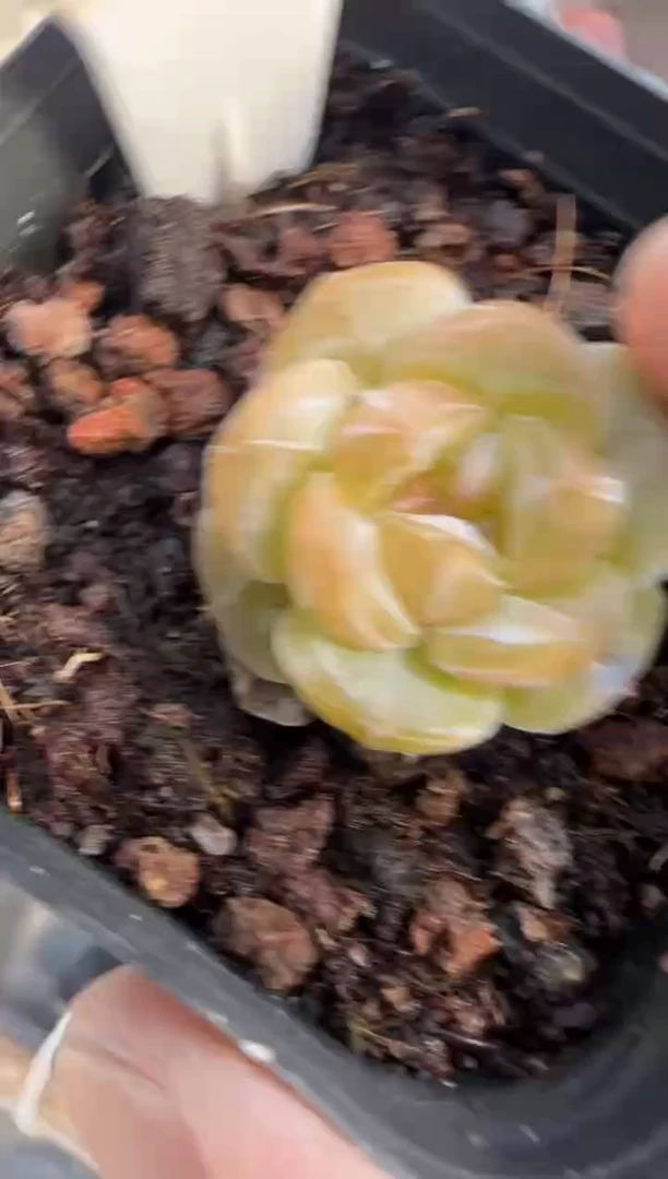 多肉植物一物一拍0511—476