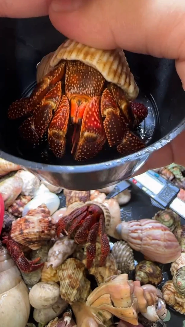 3.8口斐济草莓一只