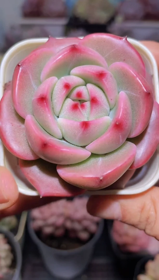 【闪购商品】010狂妄多肉