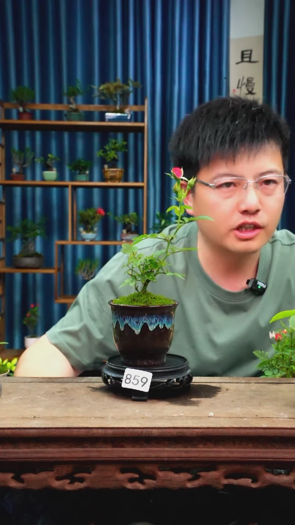 无花朵苔藓微景观859号