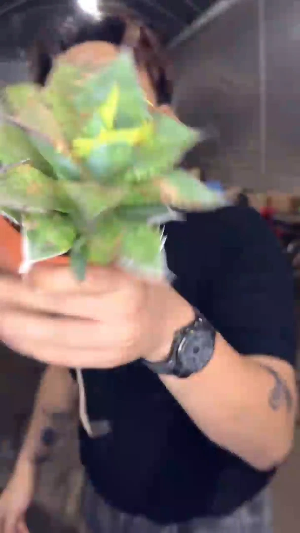 2颗 小岛 龙舌兰【带根】9-12cm