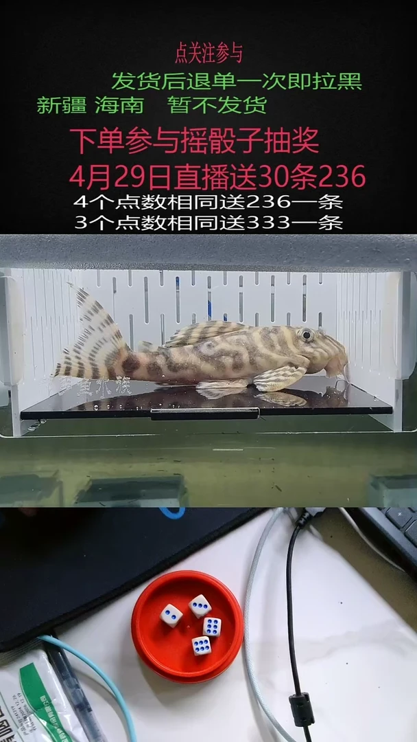 清道夫不包入缸损100