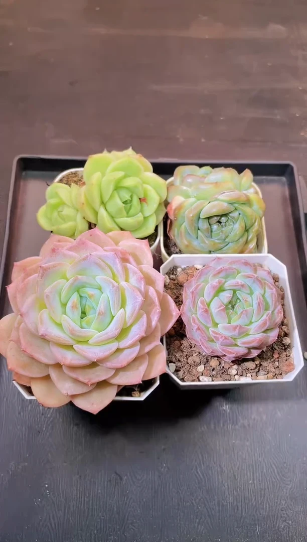 576一物一拍一组四颗
