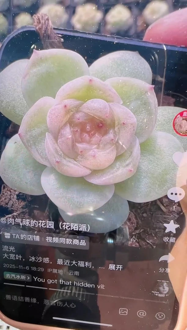 1110-54流光群生不包整