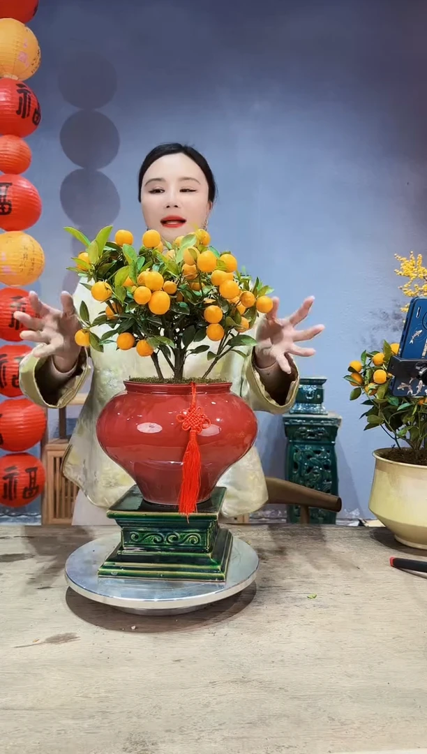 【闪购商品】盆景年桔 014