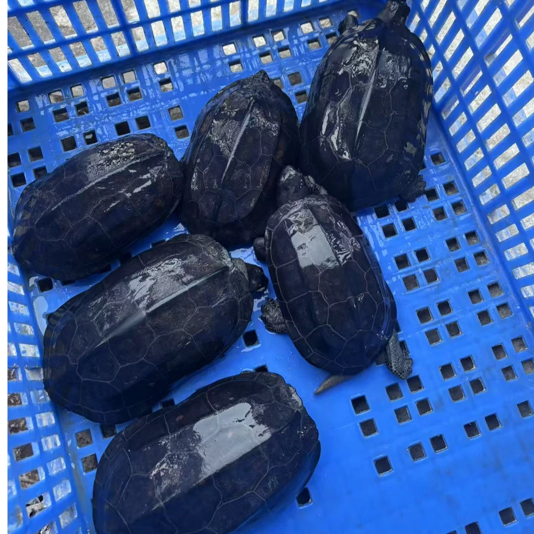 大秦国龟精品墨龟