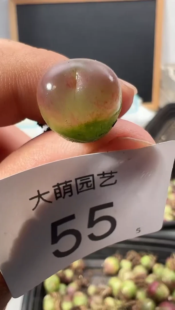 【闪购商品】++++55
