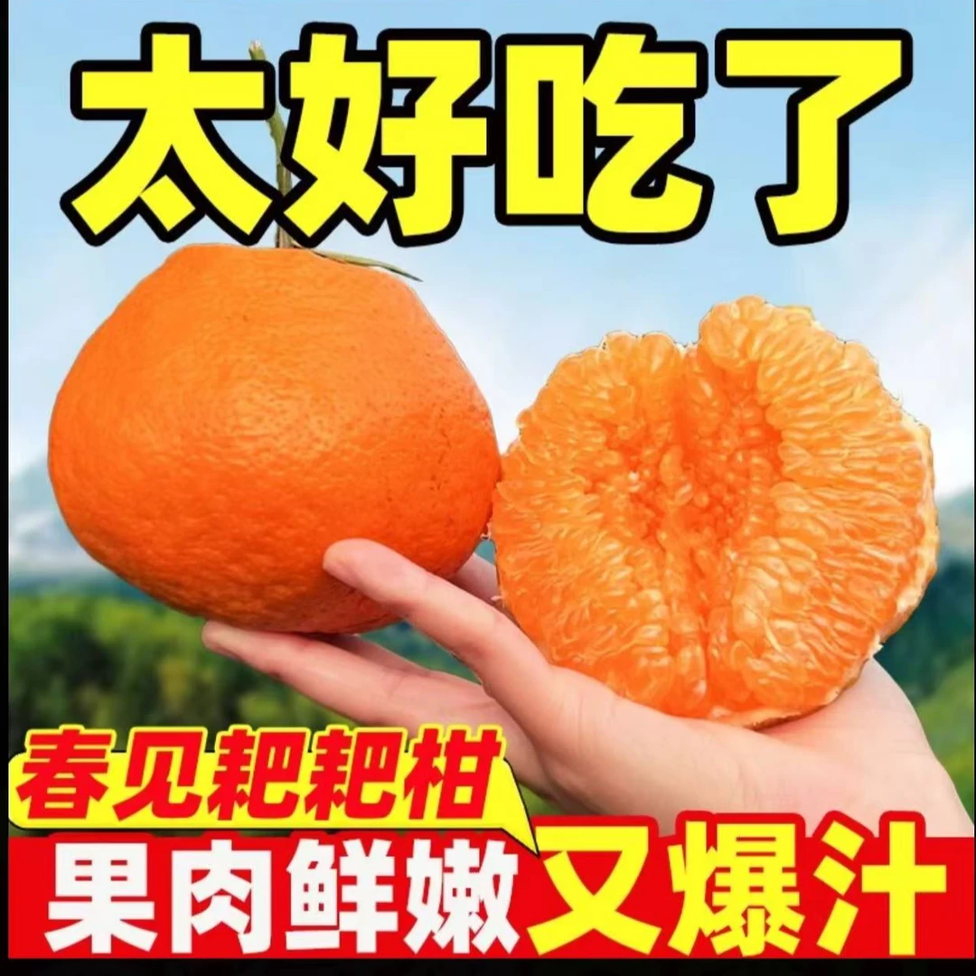 【老王专属】四川正宗春见耙耙柑新鲜采摘发货水果带枝带叶包邮