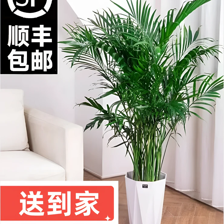 【顺丰包邮】1.6-1.8米富贵椰子室内四季常绿好养易活大型绿植盆栽