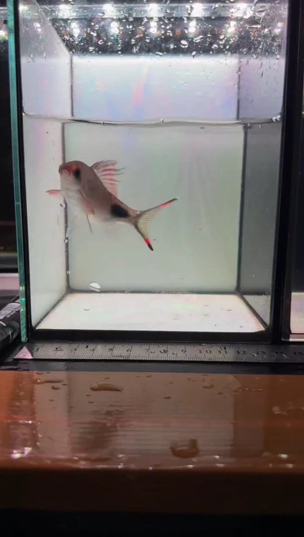 海水鱼红杂紫1111