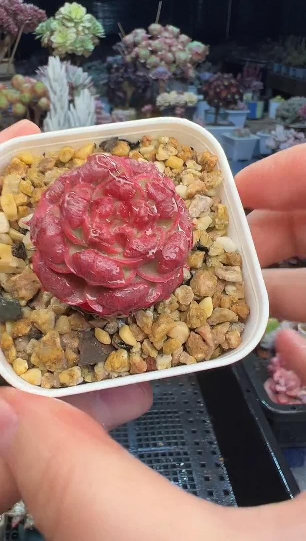 【闪购商品】433不带盆